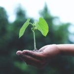A hand holding a green plant.
